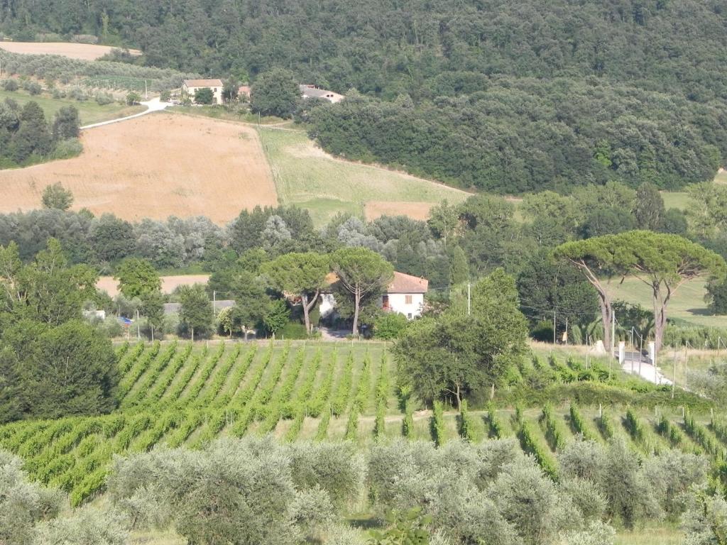 Tenuta Pizzogallo Amelia Bilik gambar