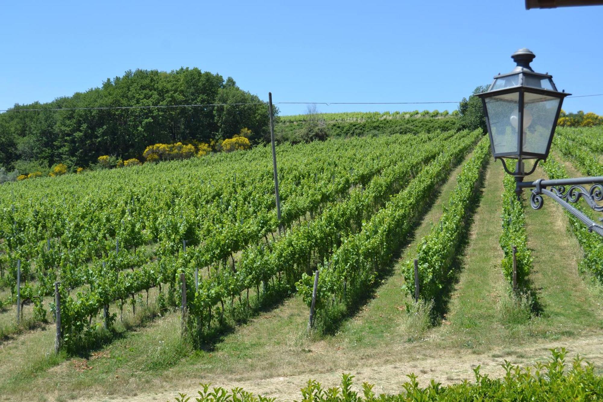 Tenuta Pizzogallo Amelia Luaran gambar